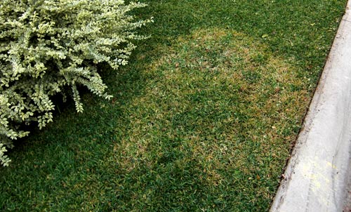 Berks County Lawn disease control