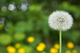 Weed Control in Berks County