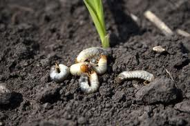 Grub Control in Berks County