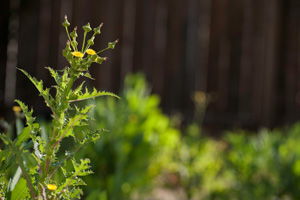 Berks County weed control