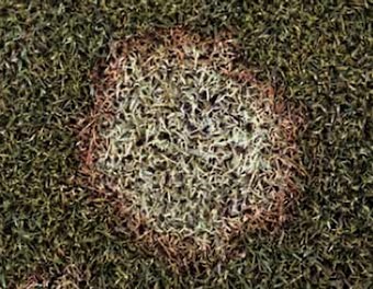 snow mold